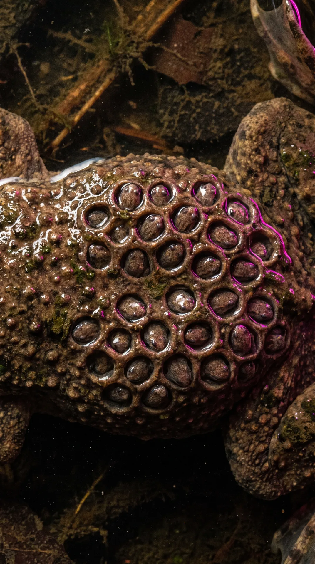 Surinam Toad 2