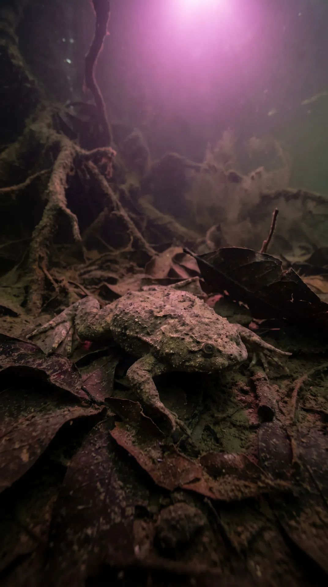 Surinam Toad 3