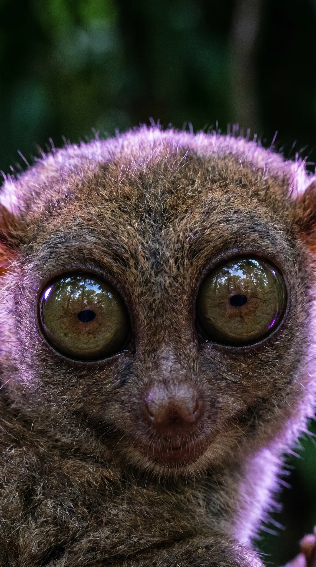 Tarsier 2