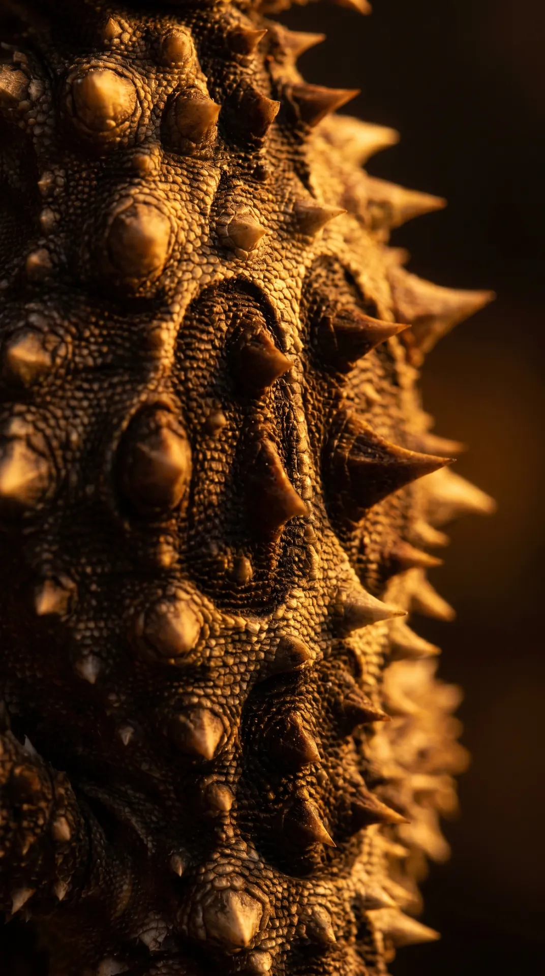 Thorny Devil 2