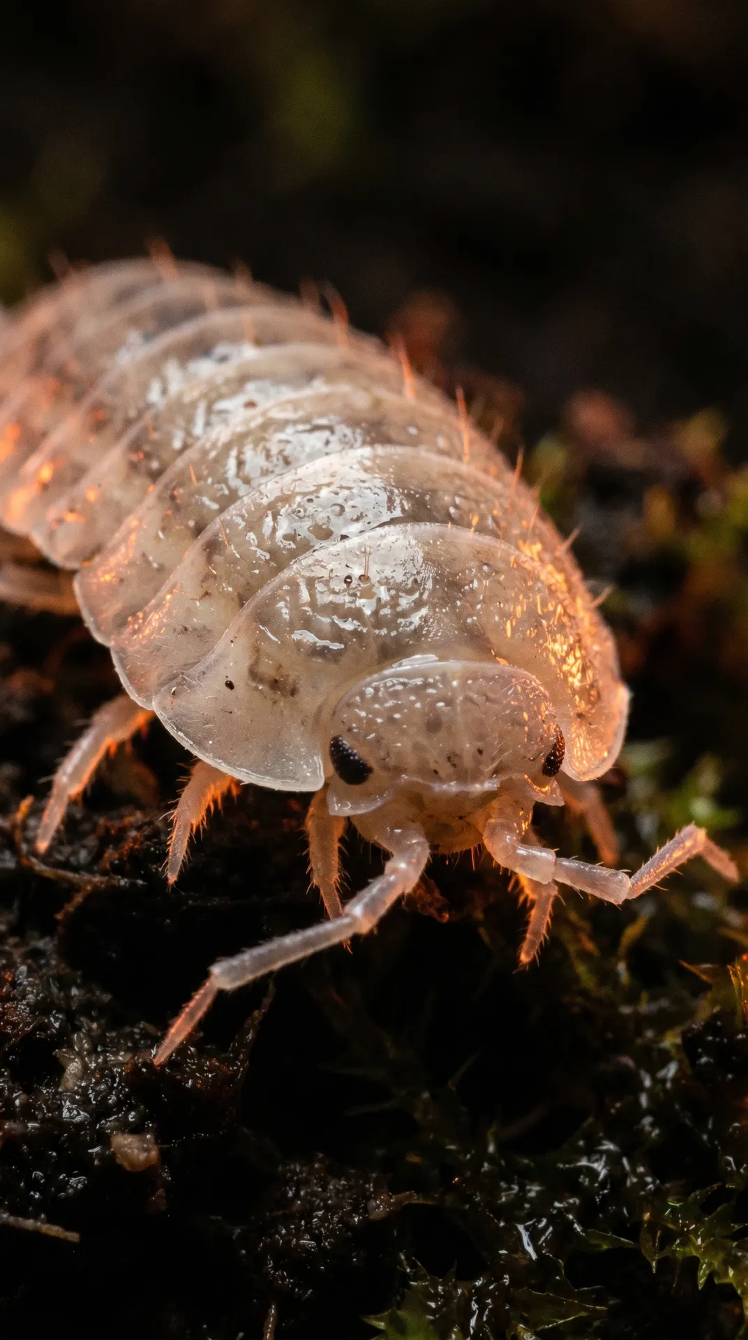 Tongue-Eating Louse 2