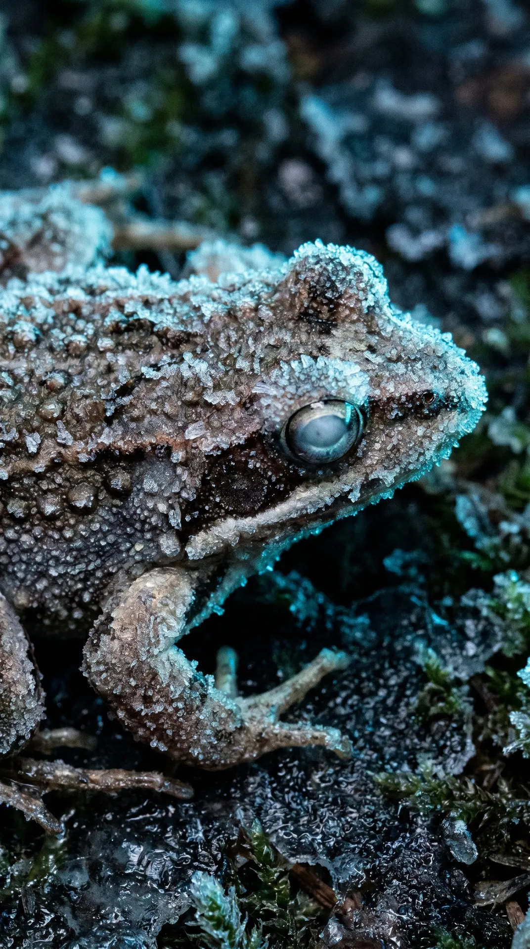 Wood Frog 2